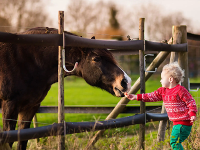 children's books about farm life