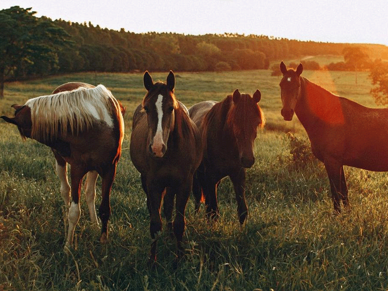 How Children’s Books About Farm Animals Inspire Heartventure